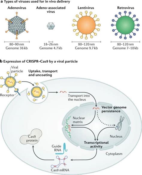 Delivery of CRISPR-Cas9: Cargo, Vehicles, Challenges, and More