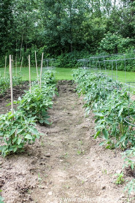 Using Natural Blood Meal on Tomato Plants