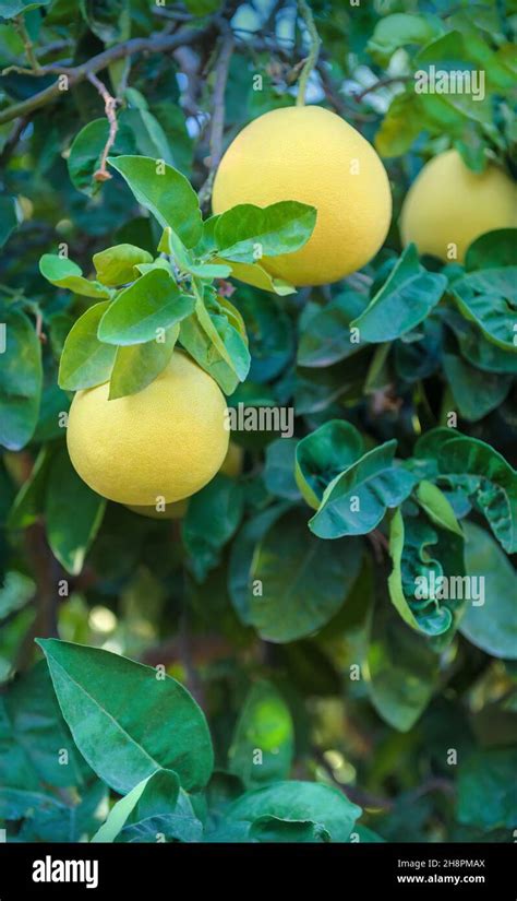 Pomelo citrus fruits hanging on a tree with leaves on background ...