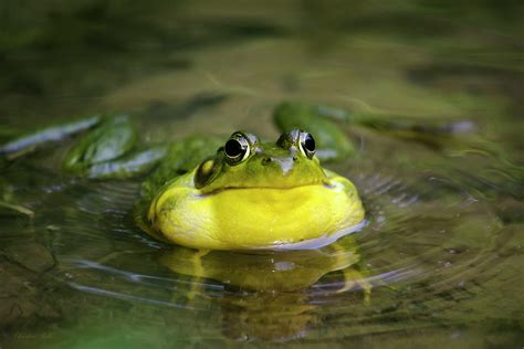 Ribbit Frog Photograph by Christina Rollo - Pixels