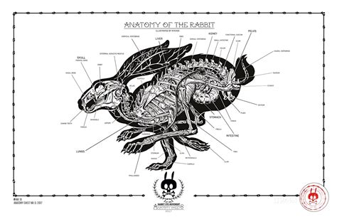 Rabbit statistics - reproduction, anatomy, physiology