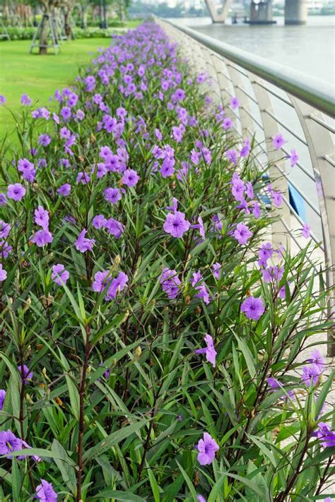 How to Grow and Care for Mexican Petunias (Ruellia Simplex) | Flowering ...