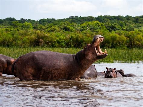 9 Interesting Facts About the Nile River | Nile, Nile river, Nile crocodile