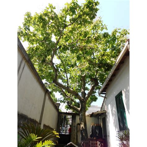 Buy Firmiana simplex - Chinese Parasol Tree with Canarius