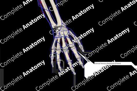 Dorsal Metacarpal Veins | Complete Anatomy