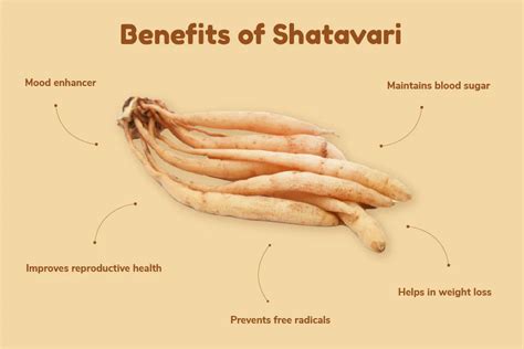 Shatavari: Overview, Benefits, Dosage & Side Effects