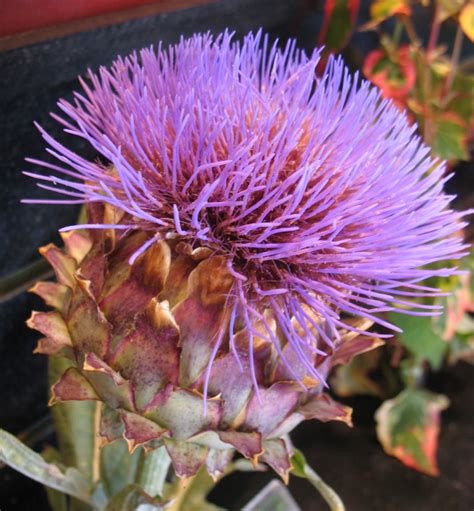 Cynara cardunculus