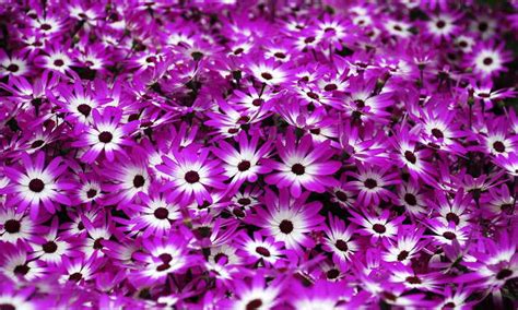 Cineraria Confusion? Finding The Florist's Flower- Epic Gardening