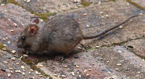 Australian Native Rat | Flickr - Photo Sharing!