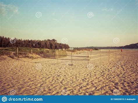 Olive Ridley Sea Turtle Nesting Site Morjim Goa Stock Image - Image of ...