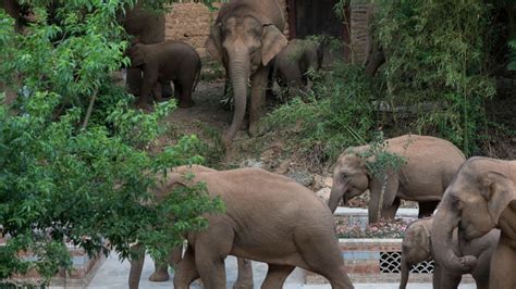 China's migrating elephant herd may be finally heading home | FOX 29 ...