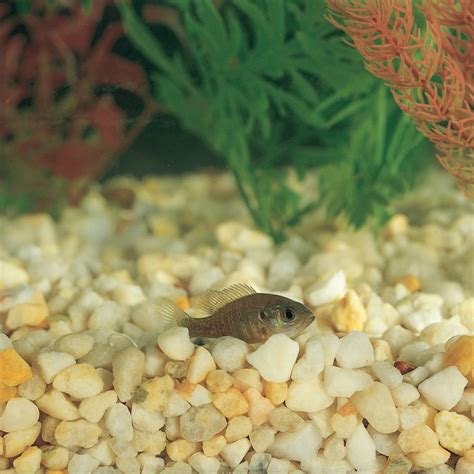 Bluegill, Living, Pack of 3 | Bluegill, Aquaponics, Fish pet