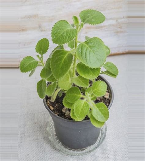 Ajwain Herb Plant | TheGreenyard.in