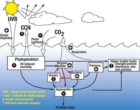 Effects Of Ozone Layer Depletion On Animals