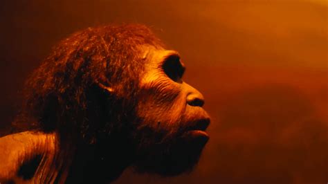 The Hominids - Biology Online Tutorial