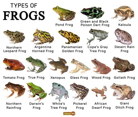 Frogs Facts, Types, Lifespan, Classification, Habitat, Pictures | Tree ...