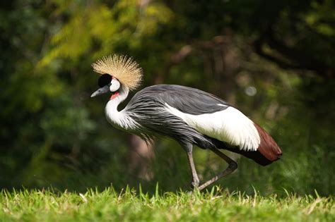 African Crowned Crane - Honolulu Zoo Society