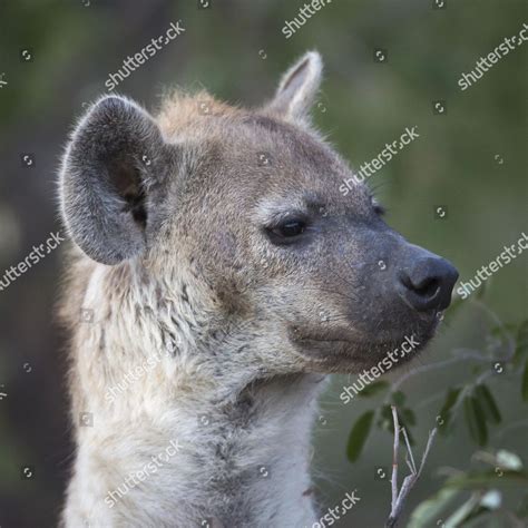 Laughing Hyena Spotted Hyena Crocuta Crocuta Editorial Stock Photo ...