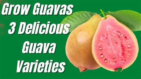 Grow Guavas - 3 Delicious Guava Varieties | Florida Food Forest - YouTube