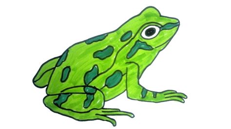 Drawing Frog Easy | OmahlogDD