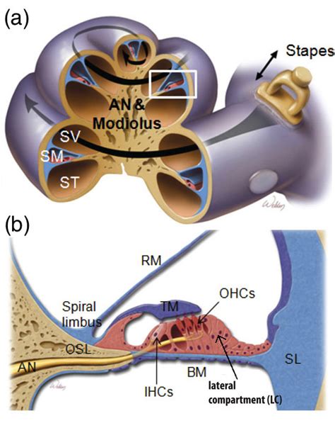 Observing cochlear function