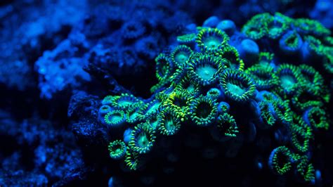 Coral Reef Backgrounds - WallpaperSafari