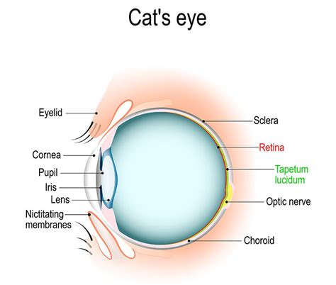 Cat Eye Anatomy