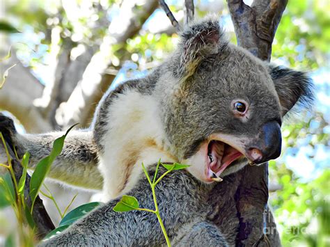 Angry Koala Photograph by Trudee Hunter