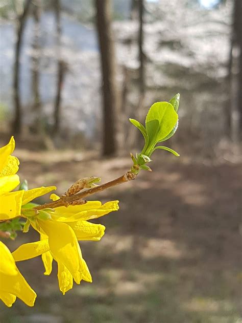 HD wallpaper: spring, forsythia, bud, spring flowers, forsythia flower ...