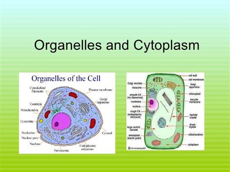 Organelles and cytoplasm pp