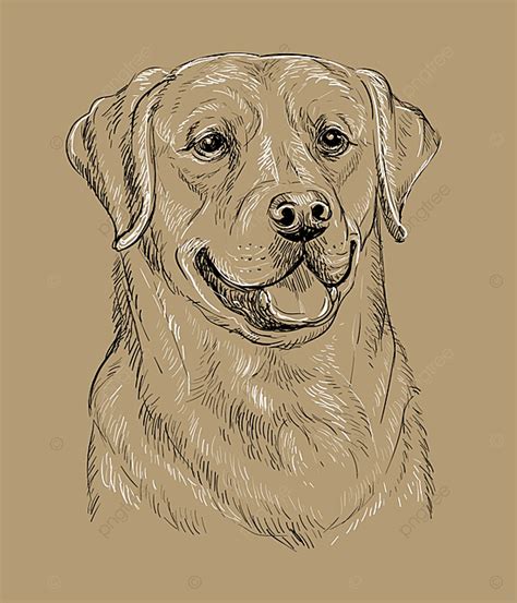 Labrador Retriever Puppy Drawing