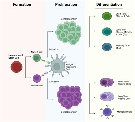 Characteristics of Leukocytes - StoryMD