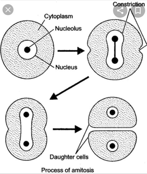 Diagram of AMitosis - Brainly.in