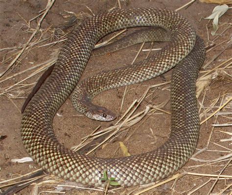 Pygmy Mulga Snake (Pseudechis weigeli) | Pygmy Mulga Snake (… | Flickr