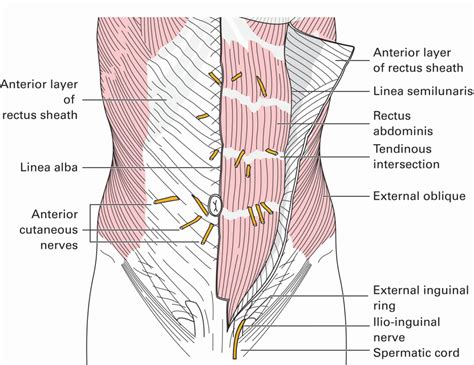 Tendinous Intersection