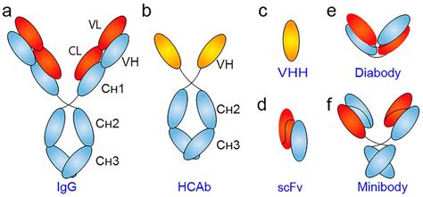 Research progress on the application of EGFR single domain antibodies ...