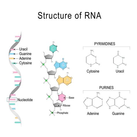 Just-Right RNA Structure Points to Intentional Design - Reasons to Believe