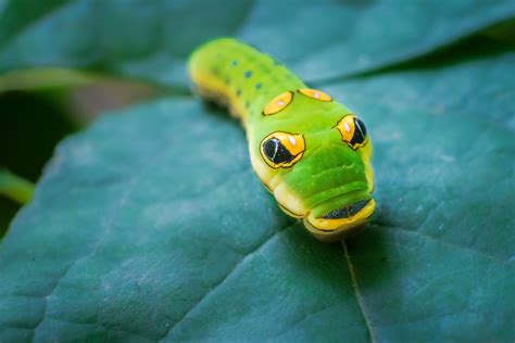 Spicebush Swallowtail Caterpillar - WinCity Voices