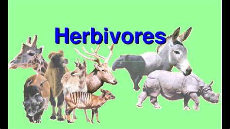 Herbivores Animals And What They Eat