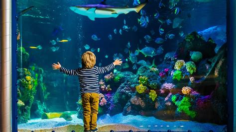 7 Amazing American Aquariums for Families | Kid-Friendly Vacations ...