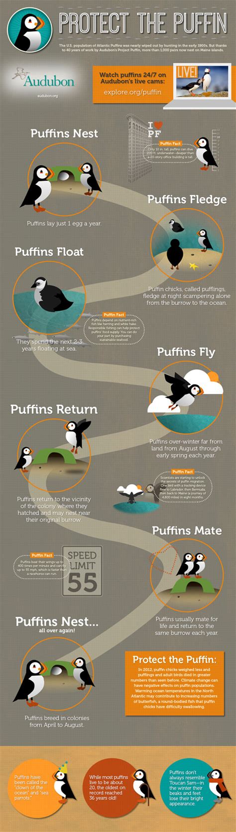 Protect the Puffin Infographic Raises Awareness for a Threatened ...