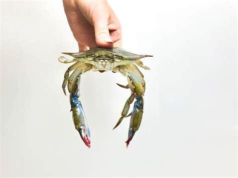 Soft Shell Crabs: What are they & what do you do with them? • Harbor ...