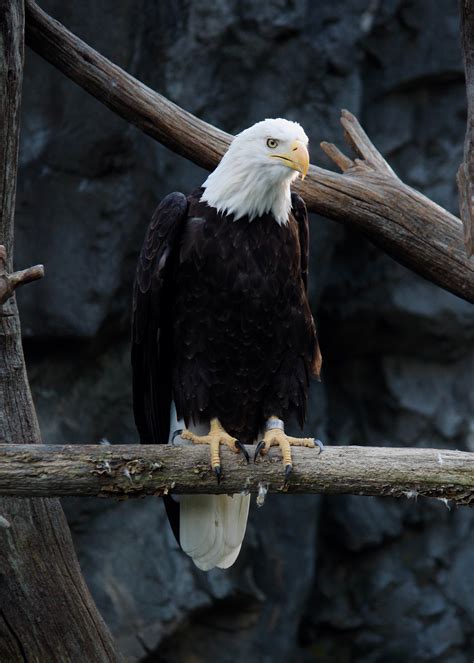 Wild Eagle Sitting on Tree Branch · Free Stock Photo