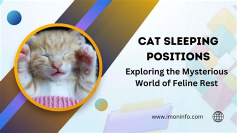 Cat Sleeping Positions : Exploring the Mysterious World of Feline Rest