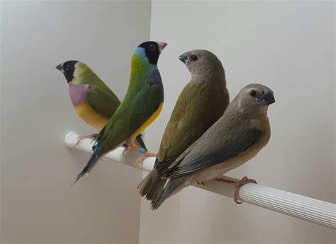 Part 4: Gouldian finch breeding - Planet Aviary