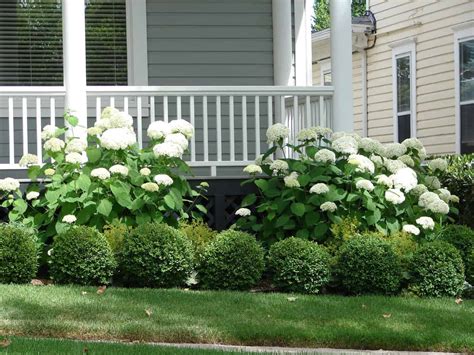 Foundation Planting: 16 Best Foundation Plants & Design Ideas