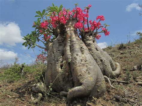 Pin de Meredith Johnson em Flowers | Árvores floridas, Rosa do deserto ...