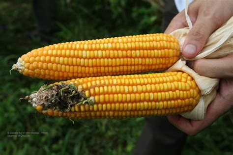 What does GMO corn look like? - Genetic Literacy Project