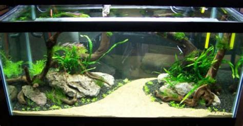 Aquarium Plants In Sand - Plants BX