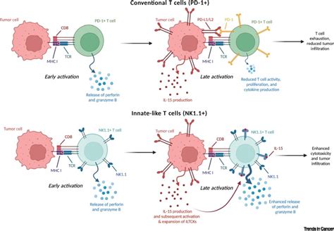 Cytotoxic T Cells Activation